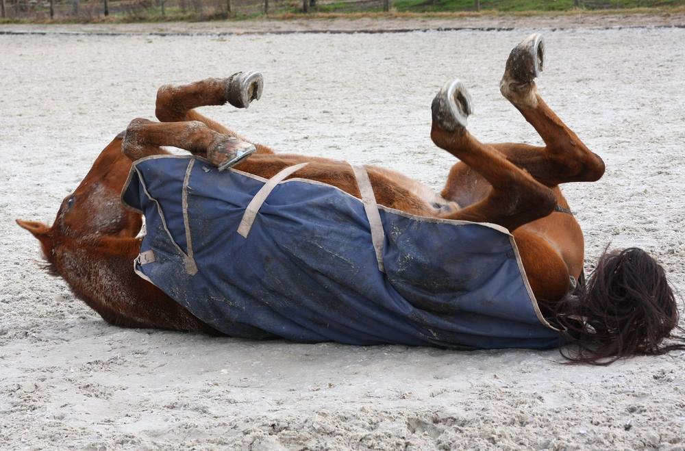 Pferd mit Outdoordecke beim Wälzen